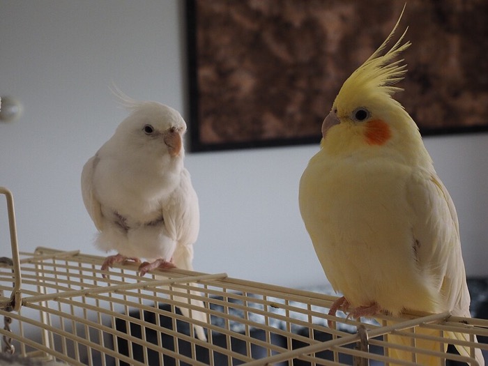 ルチノーとホワイトフェイスのオカメインコ もちちゃんとしろちゃん