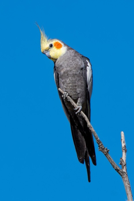 グレー系のオカメインコ きなこ