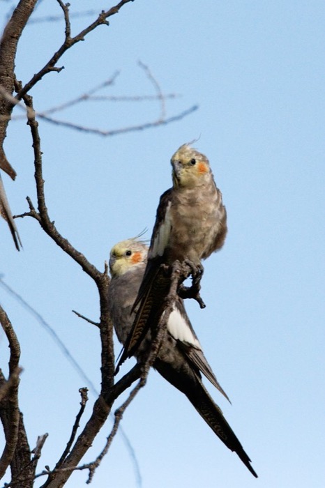 仲良く並んだオカメインコの兄妹 そらくんとひなちゃん