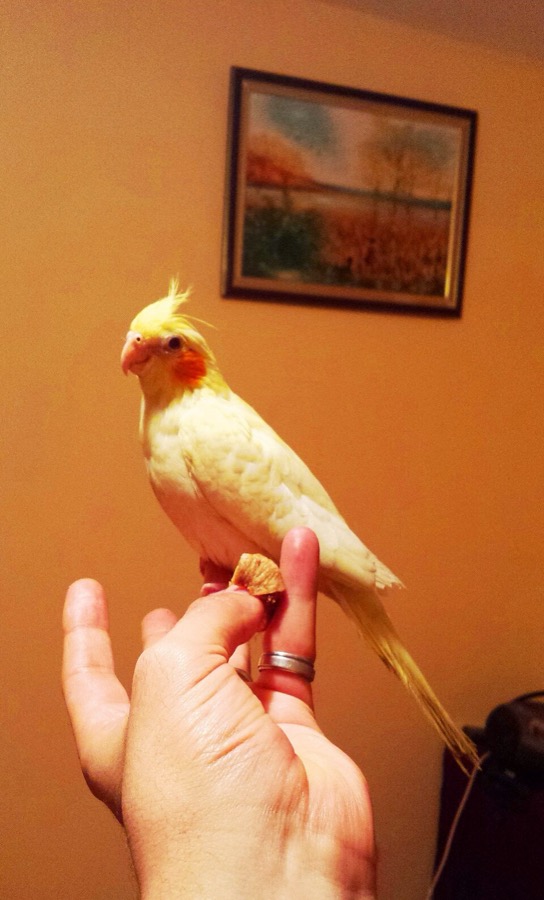 手に乗るオカメインコ