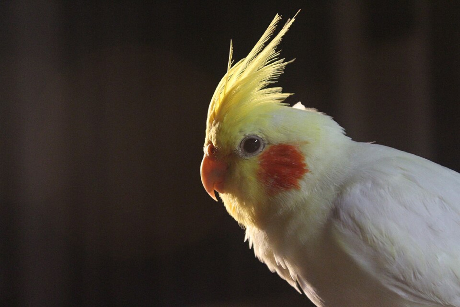 ルチノーオカメインコのクローズアップ